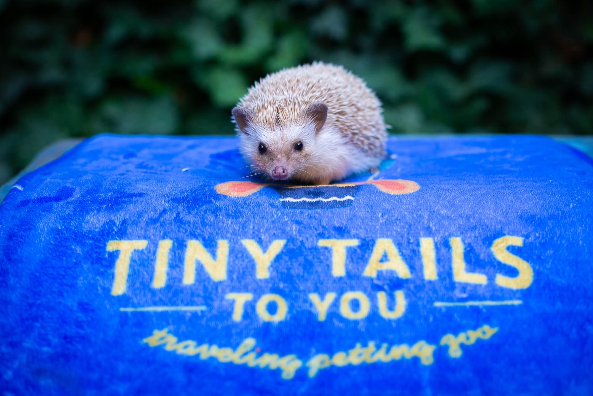 A hedgehog on a mat